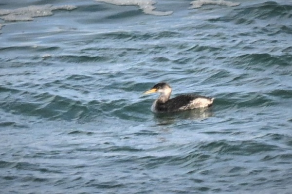 盃洗 染付 古伊万里 明治 変わり型 鳥 海 波 葉 1ケ 盃洗 染付 古