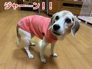 ウェルネスウエア