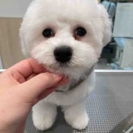 静岡県藤枝市 ペットショップワンラブ カインズ藤枝店のスタッフブログ