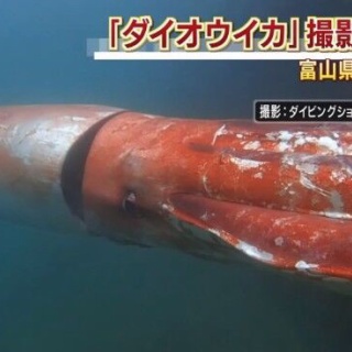 新しき水先案内人ポール・ギョームの肖像（アメデオ・モディリアーニ作