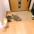 ”猫おでん”あり〼。