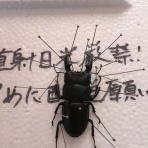 だれでもできるさ！？カブトムシ戦記