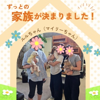 WanWan net🐾ボランティアチーム