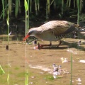 野鳥クイナを撮る🪿📸（多々良沼公園）