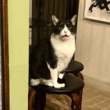 『Muddy Cat 定期便 11/4〜11/8』の画像