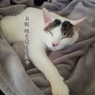 moroのハンドメイド