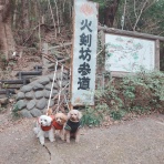 元保護犬 マルチーズとトイプードルの記録♪