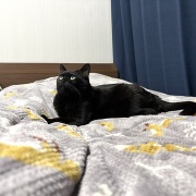 【猫写真】ひとりの時間を楽しみたいスミちゃん