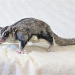 羊毛の苑～生き物羊毛フェルト～