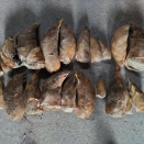 ３月１７日成果報告