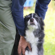 【犬のいる暮らし】６０歳からはやりたい放題だけどね♪