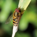 ナミホシヒラタアブ、ホソヒラタアブ