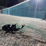 てづかテニススクールからのお知らせ