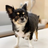 『【犬】こてつくん(チワワ)里親募集中です』の画像