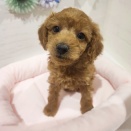 脚長プードルくん🐩