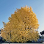 くーまと猫との日々