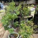 ACTIS FLOWER＆GARDEN GREEN　　プチ*フルール