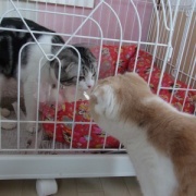 短い猫生だったナナの命日は25枚の写真で