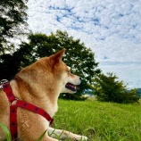 『なんか、急に秋が来たワン！』の画像