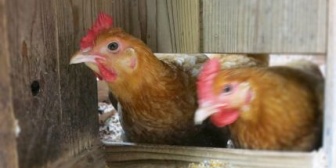 父が飼育放棄をした鶏を私が引き継ぎ名前をつけて可愛がっていた。ある日学校から帰ると鶏がいないので探し回ってると母「そこにいるやろ」