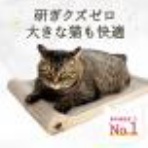 ねことダンボール