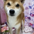 トリミング