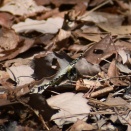 今年も！　ギフチョウ　他