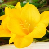 『光マイクロバブル・イノベーション(5500回記念)(16)』の画像