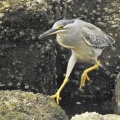 2026年6月11日の野鳥公園