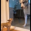 この体格差でも勇ましく、威勢がよかった小型犬