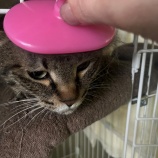 『キジ猫・キジジロウ(キジD)です。』の画像