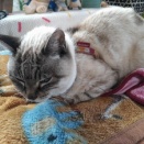 桜が咲き始めました(^^♪そして、三春町へ