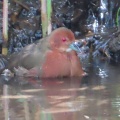野鳥ヒクイナの水浴び＆羽繕いを撮る🐦（多々良沼公園）