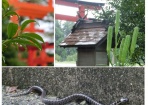 頭が三角