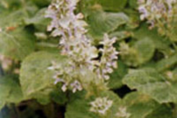 持っている 円形 生き残り クラリセージ 無印 Morishita Bso Jp