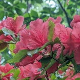 『【鈴鹿／上高地】やっぱり遅刻、小雨で波乱のヤブオフ会』の画像