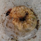 2025年幼虫　♂3本目へ②ほか／大型候補に2匹追加