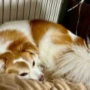 まさかのお古がぴったり！＆豚肉と長ネギにガーリック味噌炒め