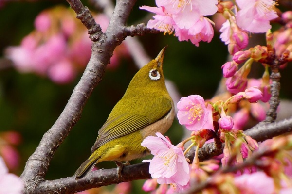 KH21の住人」鳥、昆虫、花などの写真ブログ - 野鳥