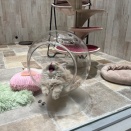 今日のにゃんこ