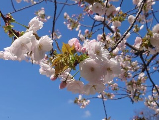 桜
