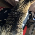 「季節が変化したわけじゃなく、猫の変化に気候が従ったのです😽」『裸夢 me more，NONTA』