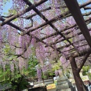 今日の西新井大師牡丹と藤の花