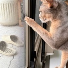 虫さんの季節と、ねこ