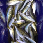 神島観光汽船　釣果(運航)情報