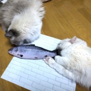 7年前に買ったおもちゃで遊ぶ2歳の猫