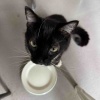 【ご飯日記】腹ペコお仕事デー・ランチ悩む・ハワイの新鮮アク🐟を猫様とシェア！