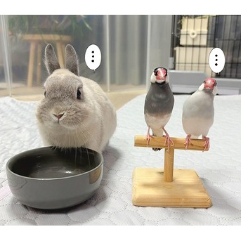自己紹介をお願いします