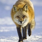 夜の旅人　研究ブログ３