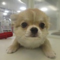 チワワちゃん